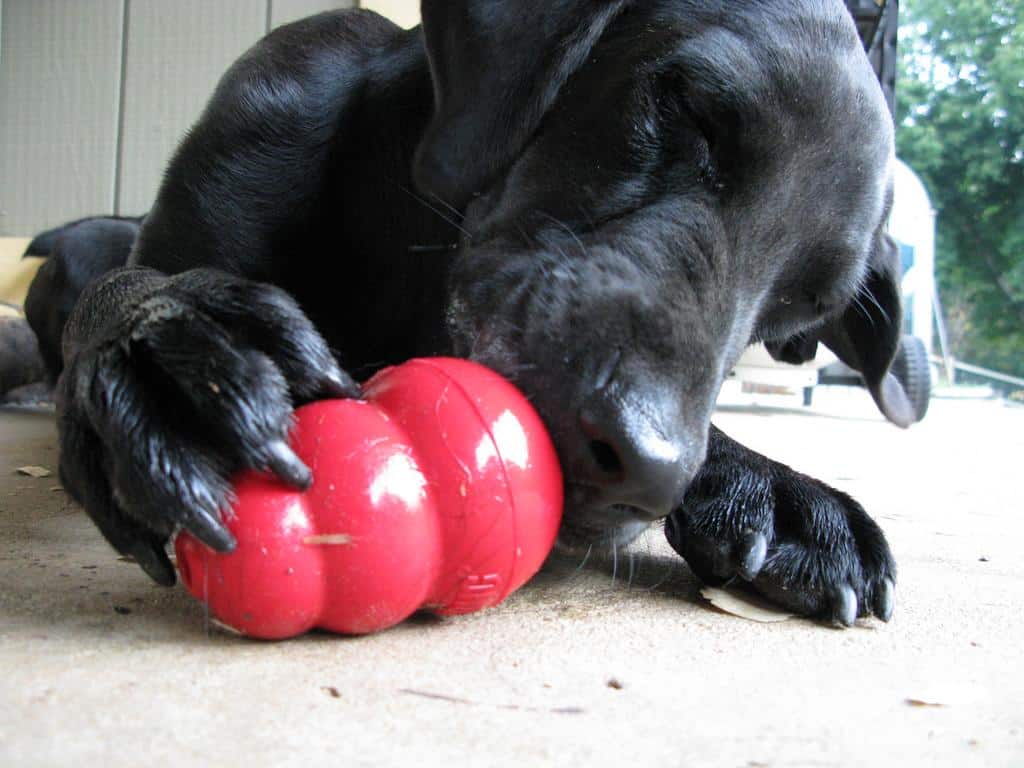 perro jugando con juguetes para perros kong