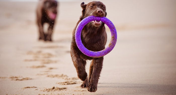 PLAYAS para PERROS en España