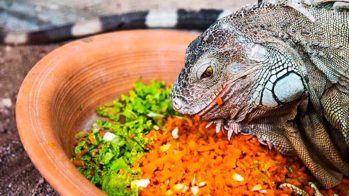 ¿Qué come una iguana?