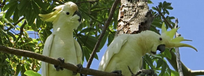 Conoce el tipo de cacatúa que vas a cuidar