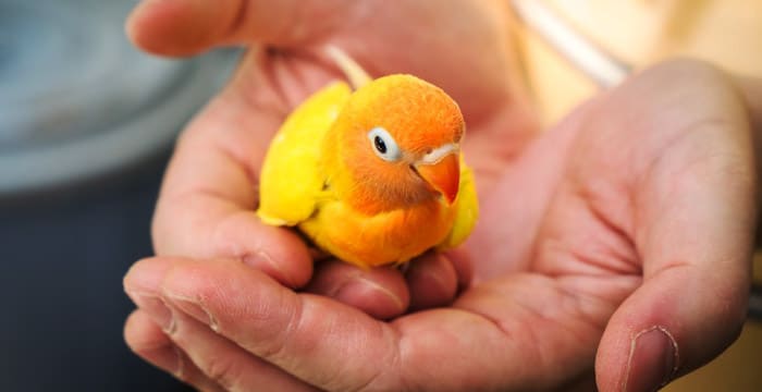 Riesgos de los piojos domésticos en pájaros