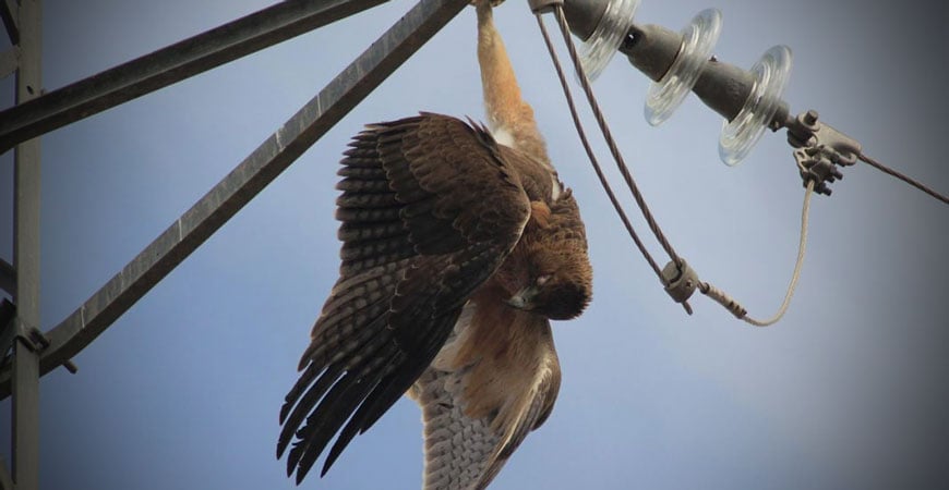 Proyectos contra la muerte de aves en tendidos eléctricos