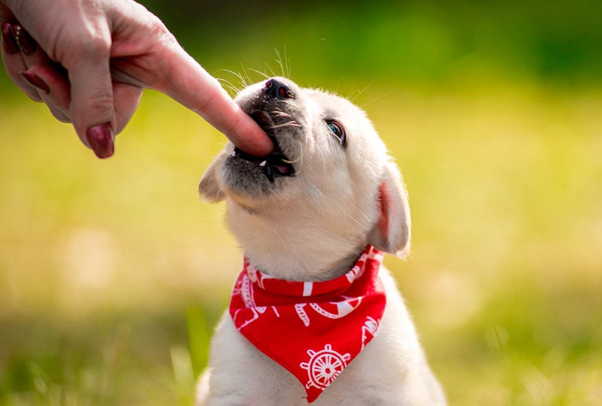 Cuál es el mejor momento para adoptar a un cachorro de perro