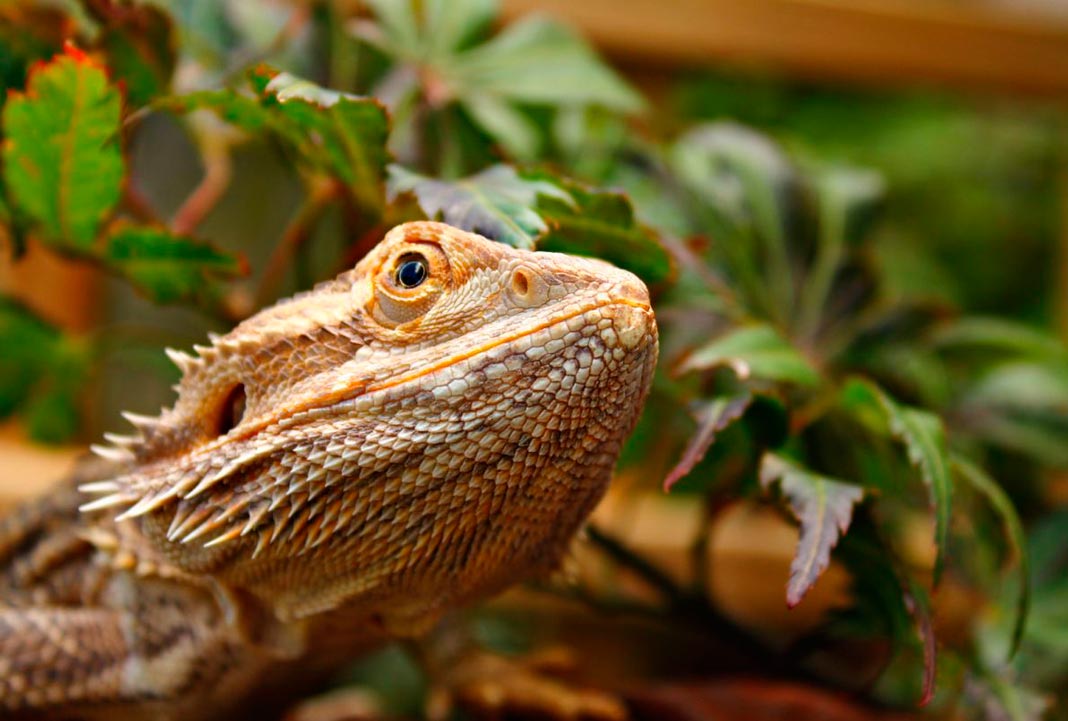 Tipos de terrarios. Elige entre un terrario tropical, desértico o aquaterrario