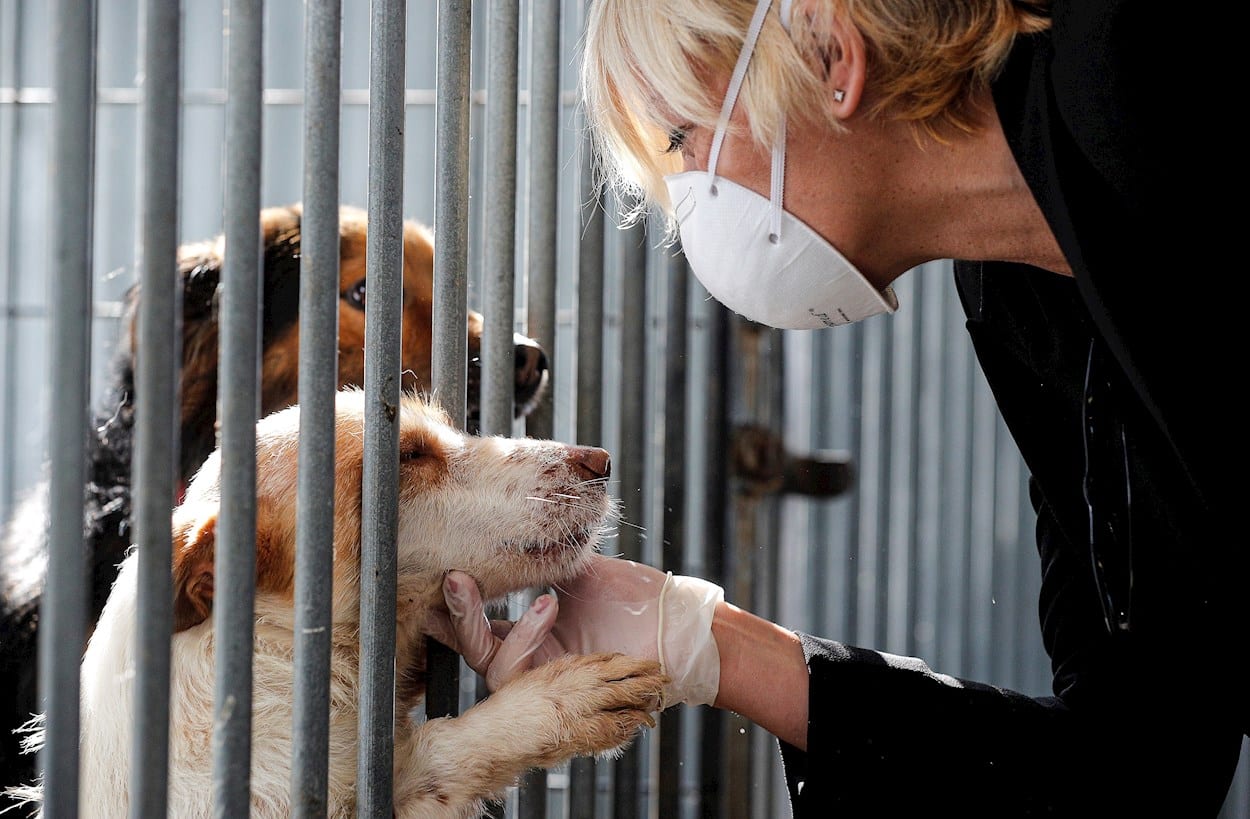 ¿Cómo afecta el Coronavirus a mis mascotas (perros, gatos, cobayas…)?